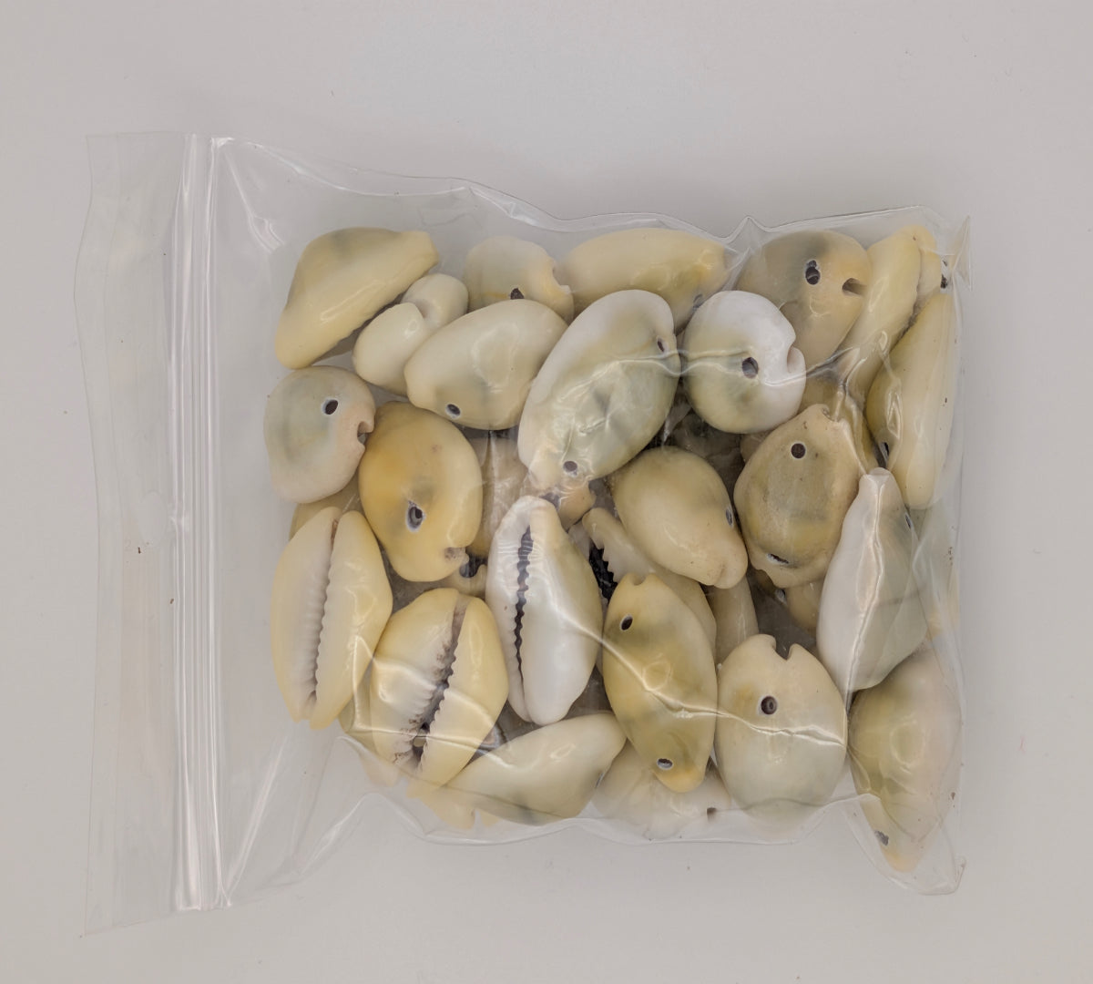 Assorted Cowrie Shells