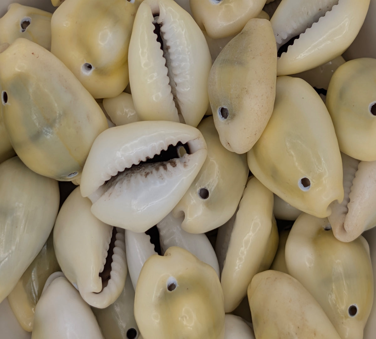 Assorted Cowrie Shells